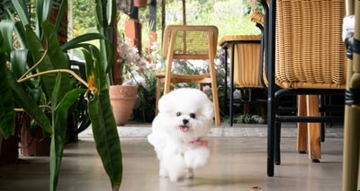 Under Der Linden | Modern European Dining | Pet Friendly Cafe — restaurant in Queenstown — photo 2